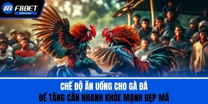 Chế Độ Ăn Uống Cho Gà Đá Để Tăng Cân Nhanh Khỏe Mạnh Đẹp Mã