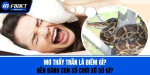 Mơ Thấy Trăn Là Điềm Gì? Nên Đánh Con Số Chơi Xổ Số Gì?
